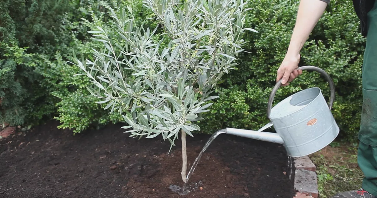  - Olivenbaum - Einpflanzen im Garten