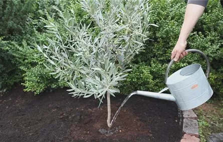 Olivenbaum - Einpflanzen im Garten Olivenbaum - Einpflanzen im Garten