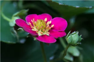 Fragaria x ananassa 'Fragoo® Toscana' - Erdbeere 'Fragoo® Toscana' Fragaria x ananassa 'Fragoo® Toscana' - Erdbeere 'Fragoo® Toscana'