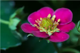 Fragaria x ananassa 'Fragoo® Toscana' - Erdbeere 'Fragoo® Toscana' Fragaria x ananassa 'Fragoo® Toscana' - Erdbeere 'Fragoo® Toscana'