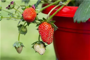 Fragaria x ananassa 'Fragoo® Toscana' - Erdbeere 'Fragoo® Toscana' Fragaria x ananassa 'Fragoo® Toscana' - Erdbeere 'Fragoo® Toscana'