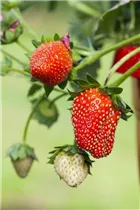 Fragaria x ananassa 'Fragoo® Toscana' - Erdbeere 'Fragoo® Toscana' Fragaria x ananassa 'Fragoo® Toscana' - Erdbeere 'Fragoo® Toscana'