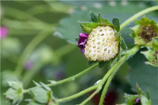 Fragaria x ananassa 'Fragoo® Toscana' - Erdbeere 'Fragoo® Toscana' Fragaria x ananassa 'Fragoo® Toscana' - Erdbeere 'Fragoo® Toscana'