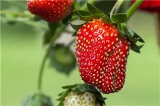 Fragaria x ananassa 'Fragoo® Toscana' - Erdbeere 'Fragoo® Toscana' Fragaria x ananassa 'Fragoo® Toscana' - Erdbeere 'Fragoo® Toscana'