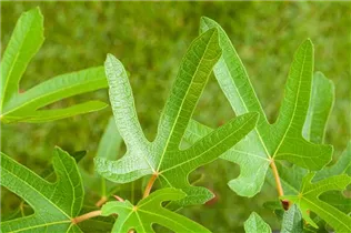 Ficus carica 'Rouge de Bordeaux' - Feige 'Rouge de Bordeaux'