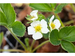 Fragaria x ananassa 'Honeoye' - Erdbeere 'Honeoye' Fragaria x ananassa 'Honeoye' - Erdbeere 'Honeoye'