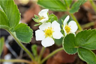 Fragaria x ananassa 'Honeoye' - Erdbeere 'Honeoye' Fragaria x ananassa 'Honeoye' - Erdbeere 'Honeoye'