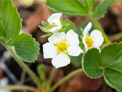 Fragaria x ananassa 'Honeoye' - Erdbeere 'Honeoye' Fragaria x ananassa 'Honeoye' - Erdbeere 'Honeoye'