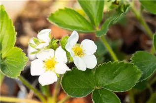 Fragaria x ananassa 'Honeoye' - Erdbeere 'Honeoye' Fragaria x ananassa 'Honeoye' - Erdbeere 'Honeoye'
