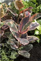 Ficus elastica 'Belize' - Gummibaum 'Belize' Ficus elastica 'Belize' - Gummibaum 'Belize'