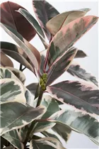 Ficus elastica 'Belize' - Gummibaum 'Belize' Ficus elastica 'Belize' - Gummibaum 'Belize'