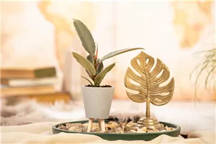 Ficus elastica 'Tineke' - Gummibaum 'Tineke' Ficus elastica 'Tineke' - Gummibaum 'Tineke'