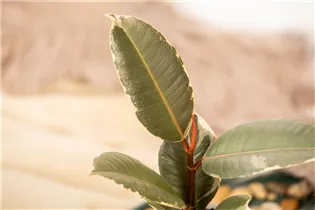 Ficus elastica 'Tineke' - Gummibaum 'Tineke' Ficus elastica 'Tineke' - Gummibaum 'Tineke'