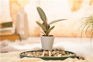 Ficus elastica 'Tineke' - Gummibaum 'Tineke' Ficus elastica 'Tineke' - Gummibaum 'Tineke'