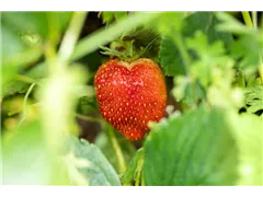 Fragaria x ananassa 'Malwina' - Erdbeere 'Malwina' Fragaria x ananassa 'Malwina' - Erdbeere 'Malwina'