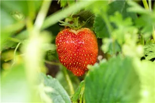 Fragaria x ananassa 'Malwina' - Erdbeere 'Malwina' Fragaria x ananassa 'Malwina' - Erdbeere 'Malwina'