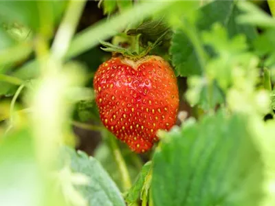 Fragaria x ananassa 'Malwina' - Erdbeere 'Malwina' Fragaria x ananassa 'Malwina' - Erdbeere 'Malwina'