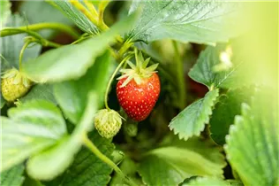 Fragaria x ananassa 'Malwina' - Erdbeere 'Malwina' Fragaria x ananassa 'Malwina' - Erdbeere 'Malwina'