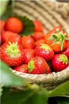 Fragaria x ananassa 'Malwina' - Erdbeere 'Malwina' Fragaria x ananassa 'Malwina' - Erdbeere 'Malwina'