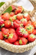 Fragaria x ananassa 'Malwina' - Erdbeere 'Malwina' Fragaria x ananassa 'Malwina' - Erdbeere 'Malwina'