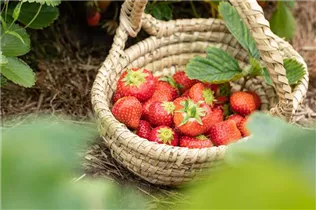 Fragaria x ananassa 'Malwina' - Erdbeere 'Malwina' Fragaria x ananassa 'Malwina' - Erdbeere 'Malwina'