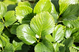 Fragaria x ananassa 'Malwina' - Erdbeere 'Malwina' Fragaria x ananassa 'Malwina' - Erdbeere 'Malwina'