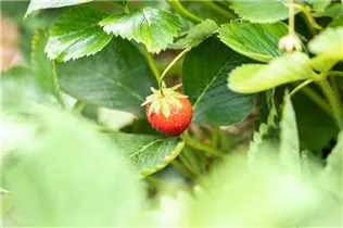 Fragaria x ananassa 'Malwina' - Erdbeere 'Malwina' Fragaria x ananassa 'Malwina' - Erdbeere 'Malwina'