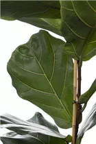 Ficus lyrata - Geigenfeige Ficus lyrata - Geigenfeige