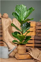 Ficus lyrata - Geigenfeige Ficus lyrata - Geigenfeige