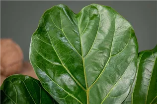Ficus lyrata - Geigenfeige Ficus lyrata - Geigenfeige
