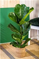 Ficus lyrata - Geigenfeige Ficus lyrata - Geigenfeige