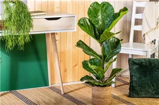 Ficus lyrata - Geigenfeige Ficus lyrata - Geigenfeige