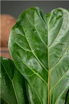 Ficus lyrata - Geigenfeige Ficus lyrata - Geigenfeige