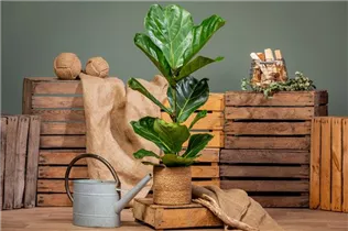 Ficus lyrata - Geigenfeige Ficus lyrata - Geigenfeige
