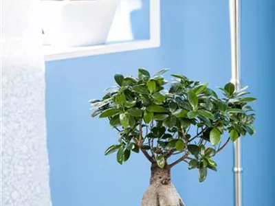 Ficus microcarpa 'Ginseng' - Chinesische Feige 'Ginseng' Ficus microcarpa 'Ginseng' - Chinesische Feige 'Ginseng'