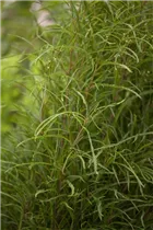 Frangula alnus 'Fine Line'® - Farnblättriger Faulbaum 'Fine Line'® Frangula alnus 'Fine Line'® - Farnblättriger Faulbaum 'Fine Line'®