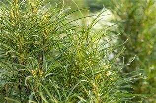 Frangula alnus 'Fine Line'® - Farnblättriger Faulbaum 'Fine Line'® Frangula alnus 'Fine Line'® - Farnblättriger Faulbaum 'Fine Line'®