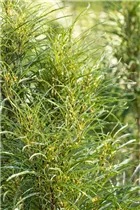 Frangula alnus 'Fine Line'® - Farnblättriger Faulbaum 'Fine Line'® Frangula alnus 'Fine Line'® - Farnblättriger Faulbaum 'Fine Line'®