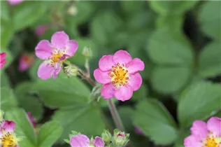 Fragaria x ananassa 'Pink Panda'® - Garten-Zier-Erdbeere 'Pink Panda'®