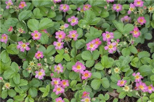 Fragaria x ananassa 'Pink Panda'® - Garten-Zier-Erdbeere 'Pink Panda'®