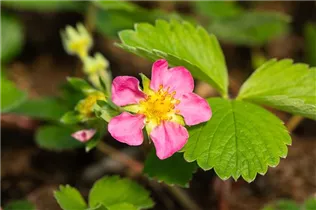 Fragaria x ananassa 'Pink Panda'® - Garten-Zier-Erdbeere 'Pink Panda'®