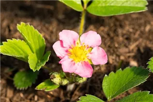 Fragaria x ananassa 'Pink Panda'® - Garten-Zier-Erdbeere 'Pink Panda'®