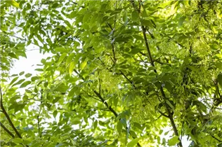Fraxinus americana - Weißesche Fraxinus americana - Weißesche