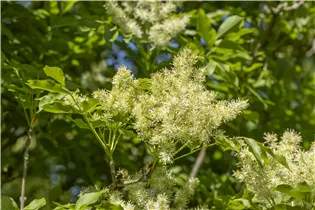 Fraxinus ornus 'Mecsek' - Blumenesche 'Mecsek' Fraxinus ornus 'Mecsek' - Blumenesche 'Mecsek'