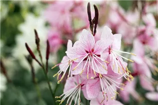 Gaura lindheimeri 'Belleza'® - Garten-Prachtkerze 'Belleza'®