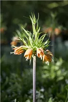 Fritillaria imperialis 'Garland Star' - Kaiserkrone 'Garland Star' Fritillaria imperialis 'Garland Star' - Kaiserkrone 'Garland Star'