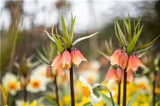 Fritillaria imperialis 'Garland Star' - Kaiserkrone 'Garland Star' Fritillaria imperialis 'Garland Star' - Kaiserkrone 'Garland Star'