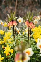 Fritillaria imperialis 'Garland Star' - Kaiserkrone 'Garland Star' Fritillaria imperialis 'Garland Star' - Kaiserkrone 'Garland Star'