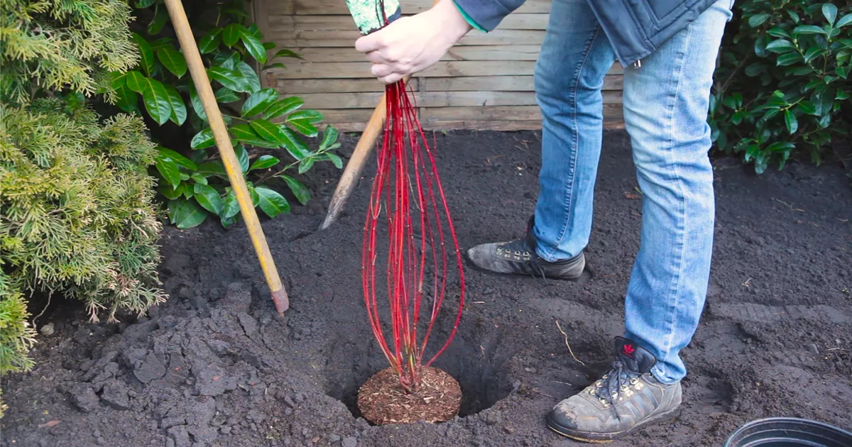  - Hartriegel - Einpflanzen im Garten