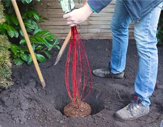 Hartriegel - Einpflanzen im Garten Hartriegel - Einpflanzen im Garten